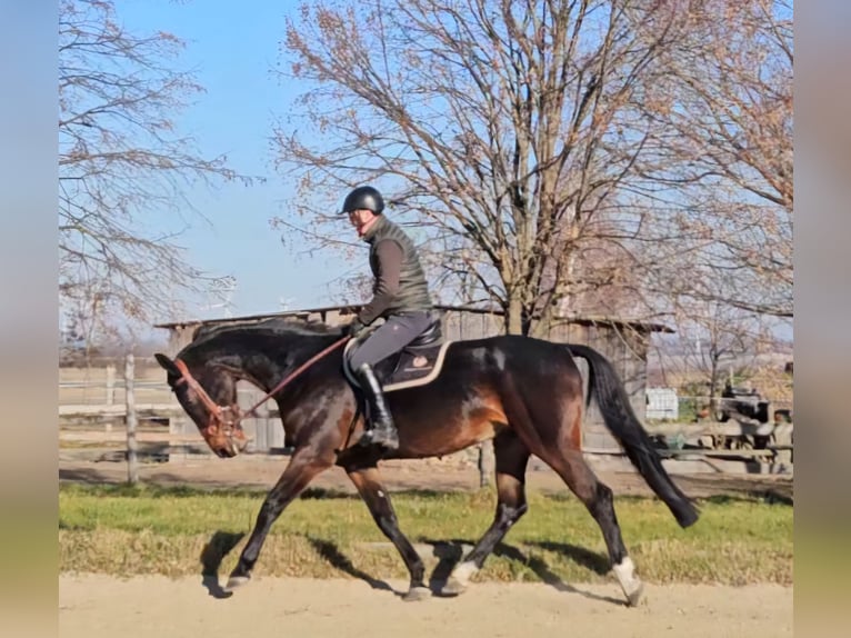 Zangersheide Caballo castrado 6 años 175 cm Castaño oscuro in Schattendorf