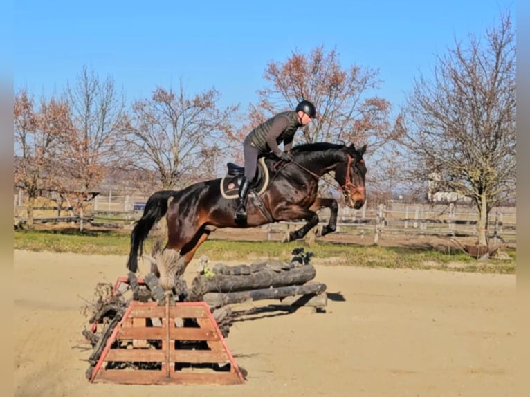 Zangersheide Caballo castrado 6 años 175 cm Castaño oscuro in Schattendorf