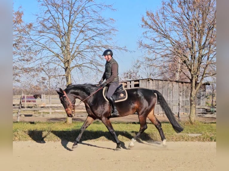 Zangersheide Caballo castrado 6 años 175 cm Castaño oscuro in Schattendorf