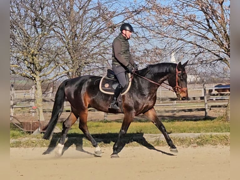 Zangersheide Caballo castrado 6 años 175 cm Castaño oscuro in Schattendorf