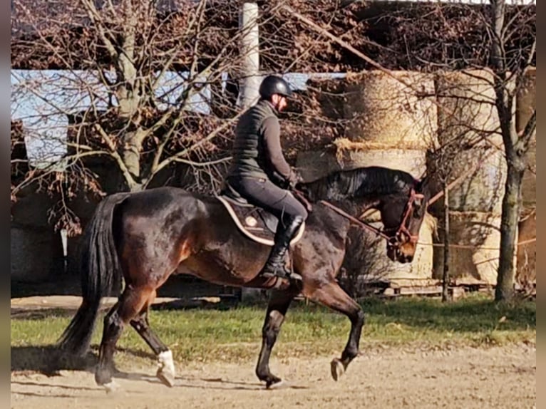 Zangersheide Caballo castrado 6 años 175 cm Castaño oscuro in Schattendorf