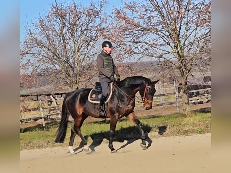 Zangersheide Caballo castrado 6 años 175 cm Castaño oscuro in Schattendorf