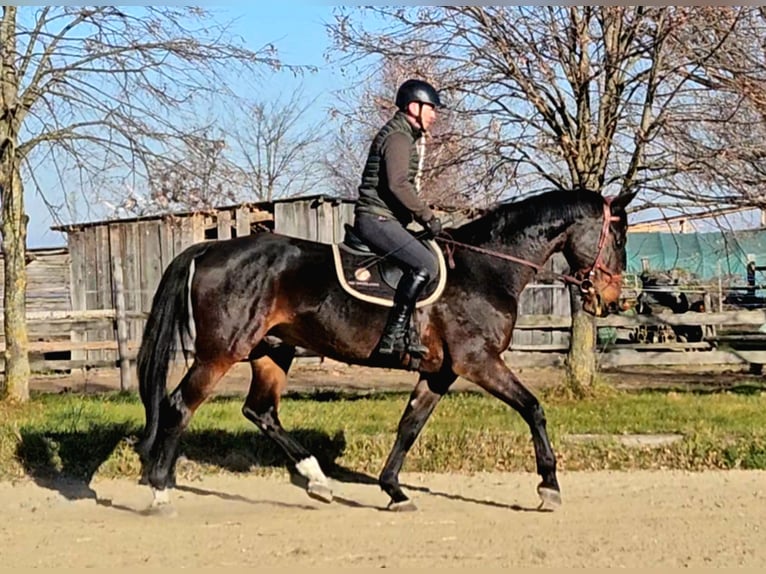 Zangersheide Caballo castrado 6 años 175 cm Castaño oscuro in Schattendorf