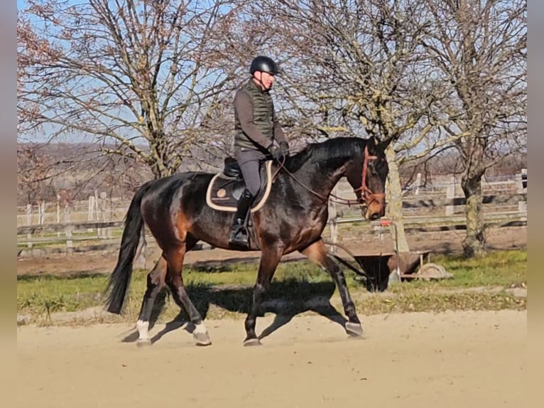 Zangersheide Caballo castrado 6 años 175 cm Castaño oscuro in Schattendorf