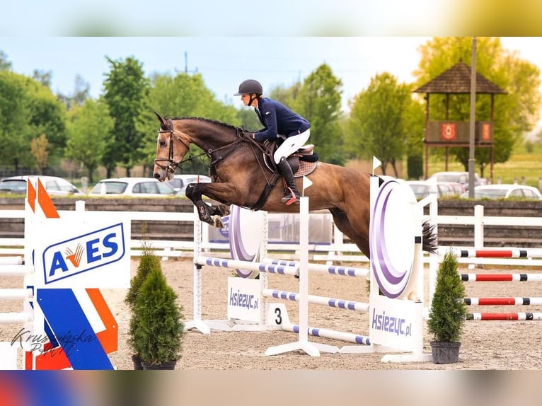 Zangersheide Caballo castrado 6 años 175 cm Tordo in Gajewniki