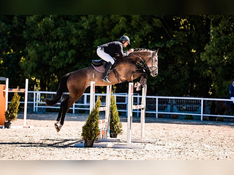 Zangersheide Caballo castrado 6 años 175 cm Tordo in Gajewniki