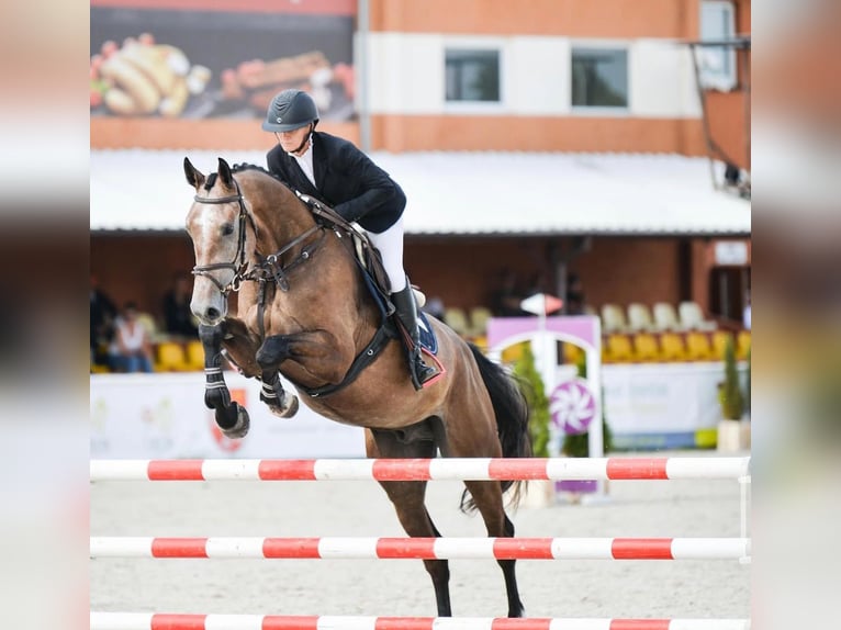 Zangersheide Caballo castrado 6 años 175 cm Tordo in Gajewniki