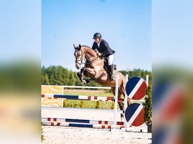 Zangersheide Caballo castrado 6 años 175 cm Tordo in Gajewniki