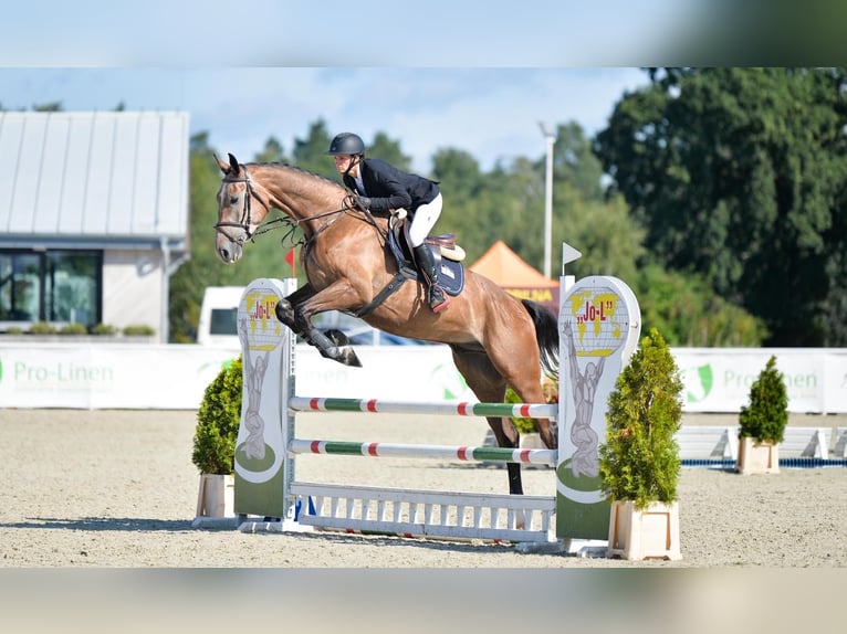 Zangersheide Caballo castrado 6 años 175 cm Tordo in Gajewniki