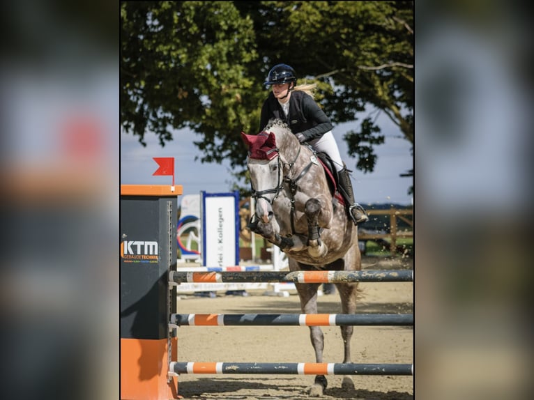 Zangersheide Caballo castrado 6 años 175 cm Tordo rodado in Soest