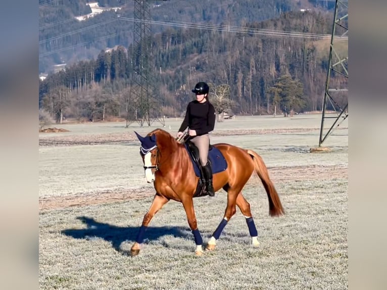 Zangersheide Caballo castrado 6 años 176 cm Alazán in Schlins