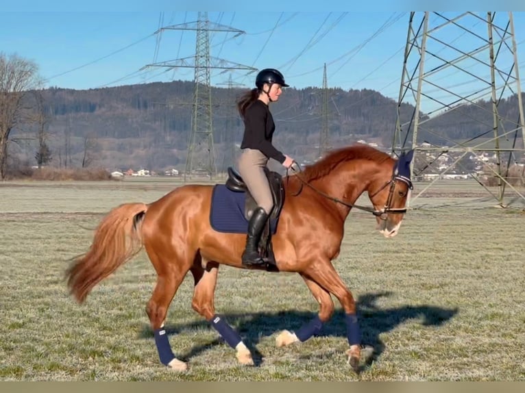 Zangersheide Caballo castrado 6 años 176 cm Alazán in Schlins