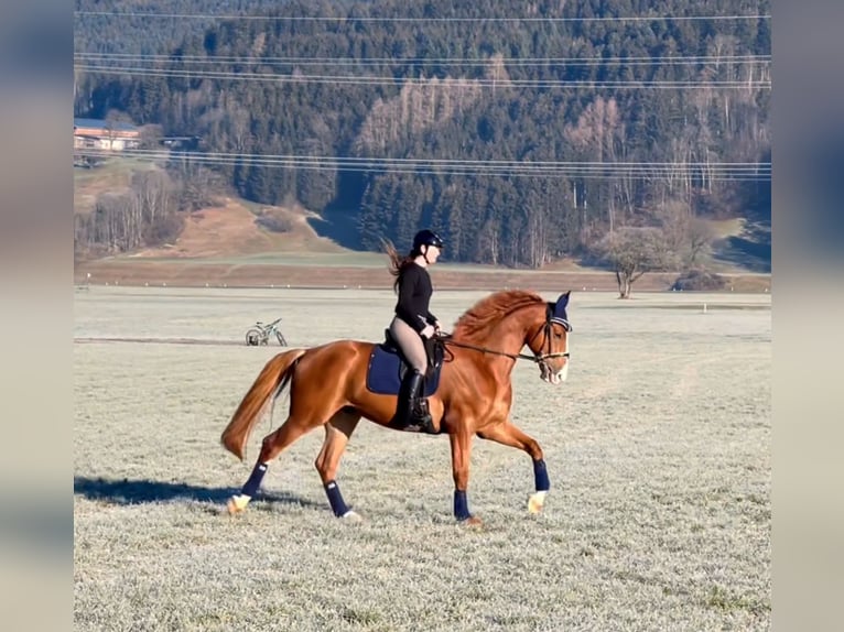 Zangersheide Caballo castrado 6 años 176 cm Alazán in Schlins