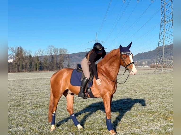 Zangersheide Caballo castrado 6 años 176 cm Alazán in Schlins