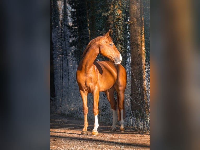 Zangersheide Caballo castrado 6 años 176 cm Alazán in Schlins