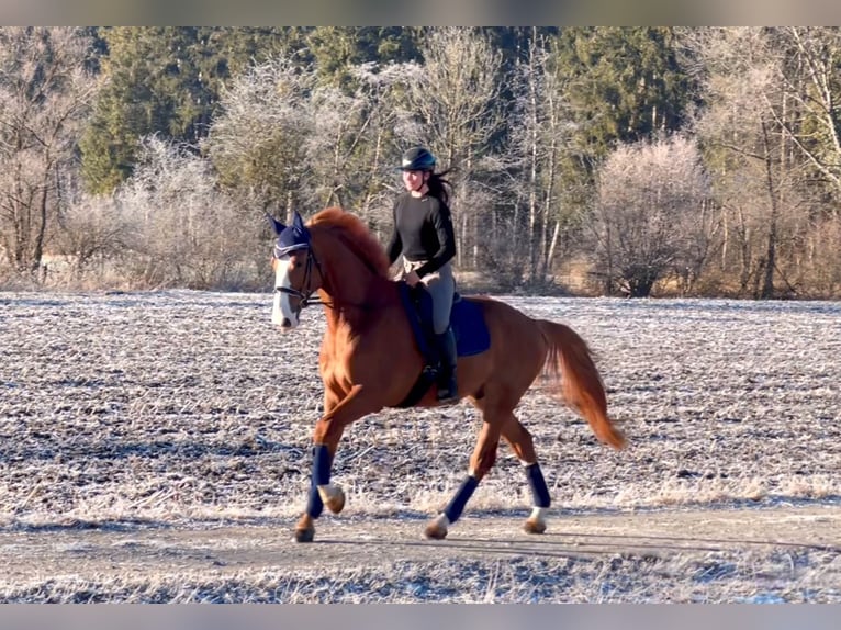 Zangersheide Caballo castrado 6 años 176 cm Alazán in Schlins