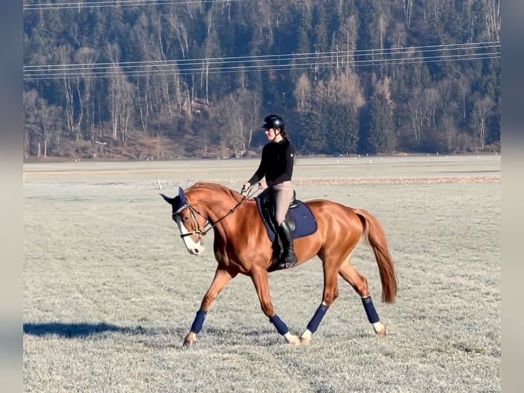 Zangersheide Caballo castrado 6 años 176 cm Alazán in Schlins