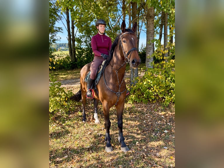 Zangersheide Caballo castrado 6 años 176 cm Castaño oscuro in Davidschlag