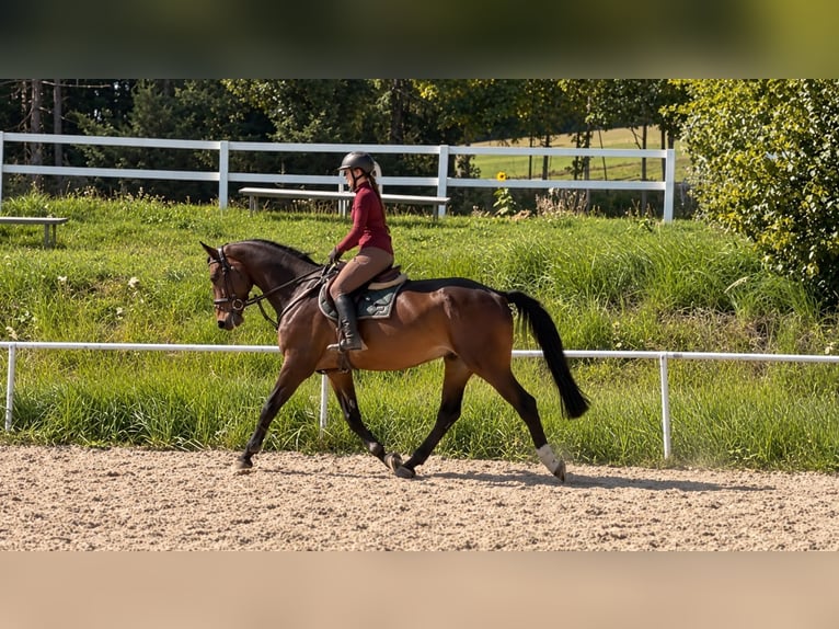 Zangersheide Caballo castrado 6 años 176 cm Castaño oscuro in Davidschlag