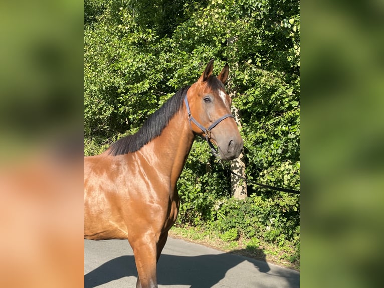 Zangersheide Caballo castrado 6 años 177 cm Castaño in GROTE-BROGEL