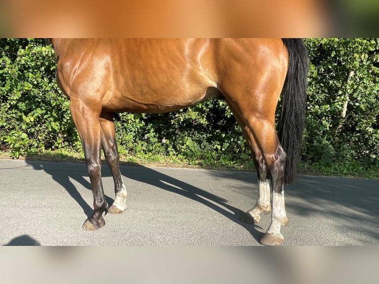 Zangersheide Caballo castrado 6 años 177 cm Castaño in GROTE-BROGEL