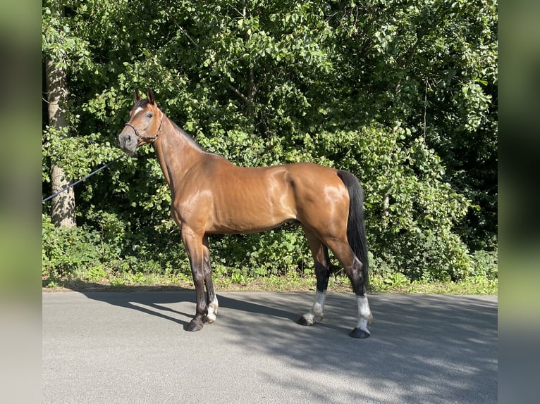 Zangersheide Caballo castrado 6 años 177 cm Castaño in GROTE-BROGEL