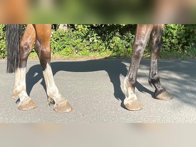 Zangersheide Caballo castrado 6 años 177 cm Castaño in GROTE-BROGEL