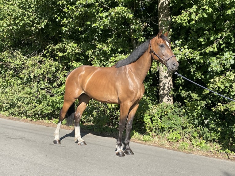 Zangersheide Caballo castrado 6 años 177 cm Castaño in GROTE-BROGEL