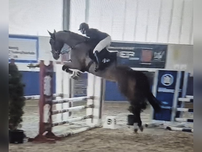 Zangersheide Caballo castrado 6 años 178 cm Castaño in Weichs