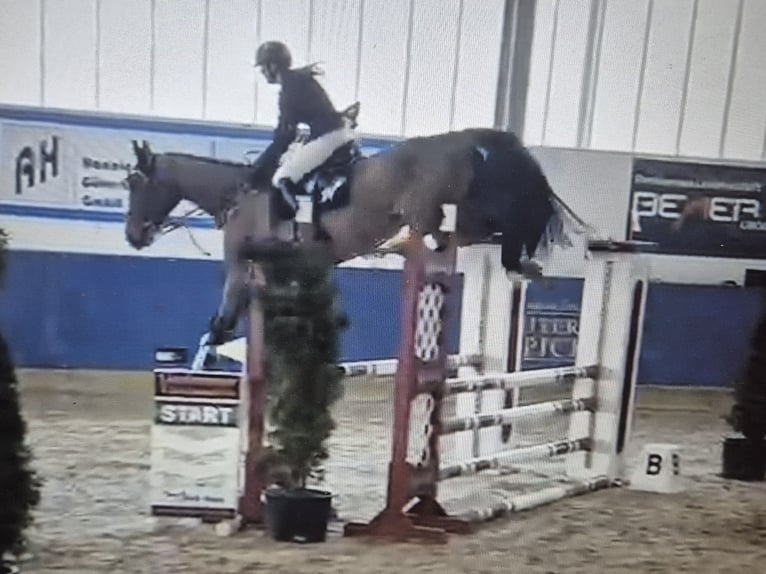 Zangersheide Caballo castrado 6 años 178 cm Castaño in Weichs