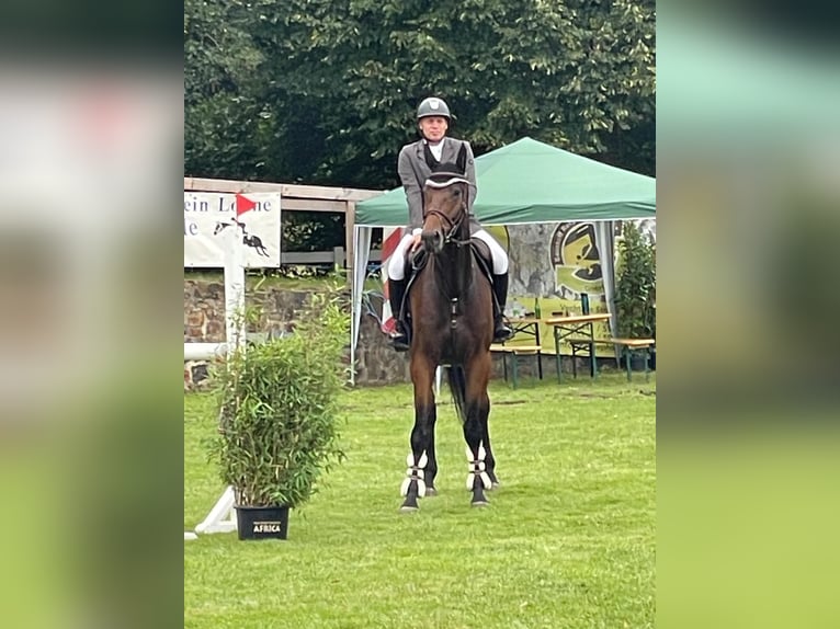 Zangersheide Caballo castrado 6 años 179 cm Castaño in Lohne (Oldenburg)