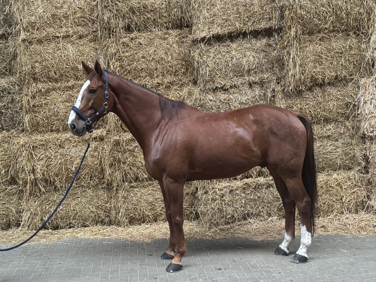 Zangersheide Caballo castrado 6 años 180 cm Alazán in Hattingen