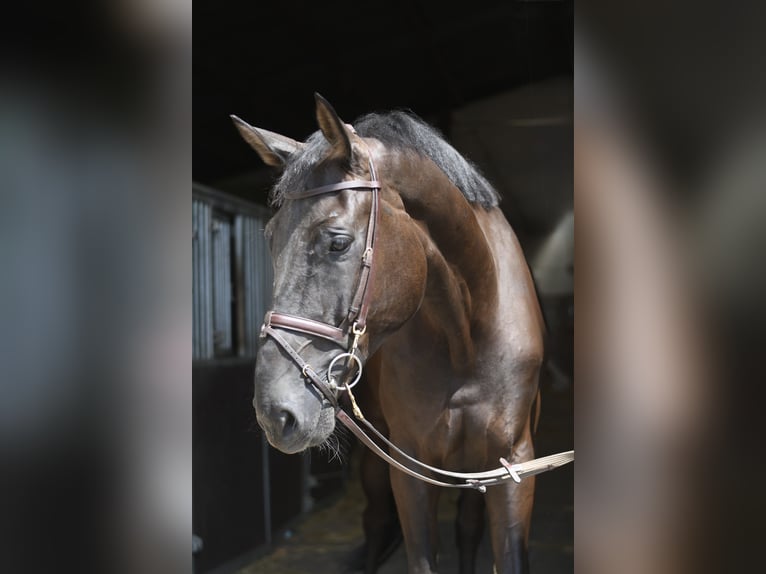 Zangersheide Caballo castrado 6 años 183 cm Negro in Geilenkirchen