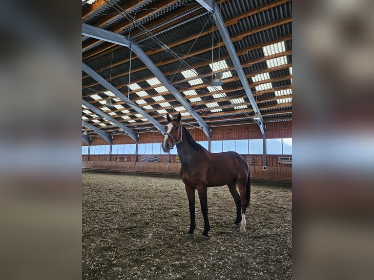 Zangersheide Caballo castrado 6 años Castaño in Neustift im Stubaital