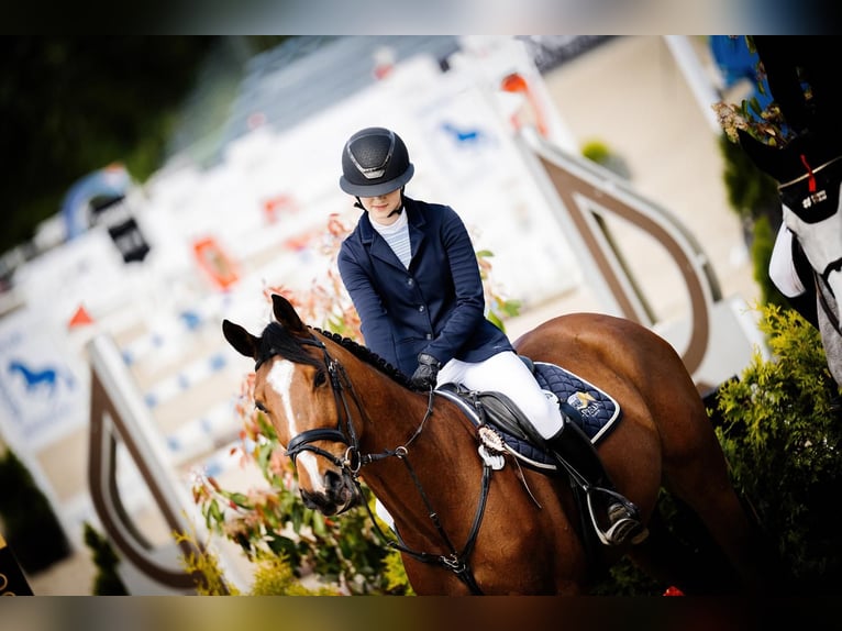 Zangersheide Caballo castrado 6 años Castaño rojizo in wolbrom