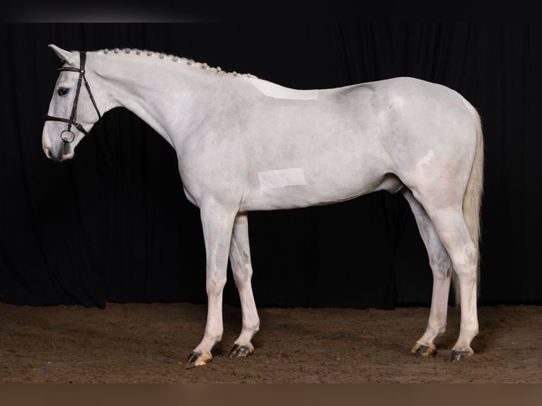 Zangersheide Caballo castrado 6 años Tordo in Bladel