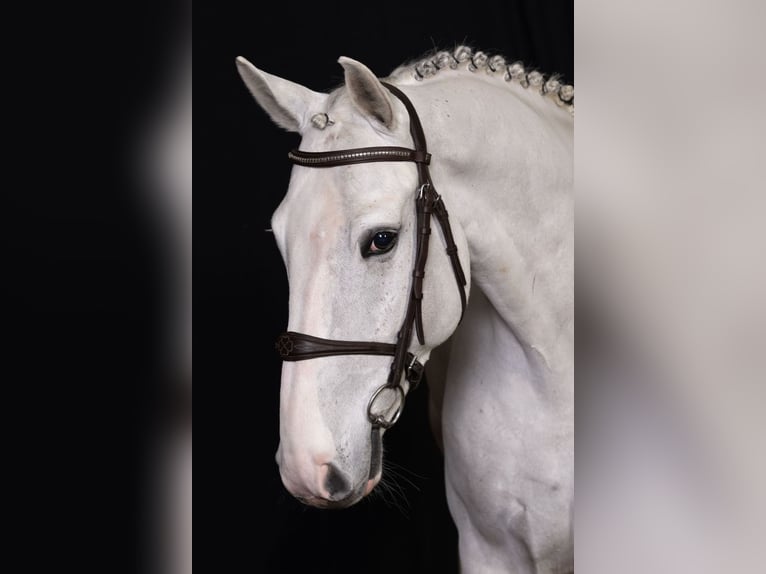 Zangersheide Caballo castrado 6 años Tordo in Bladel