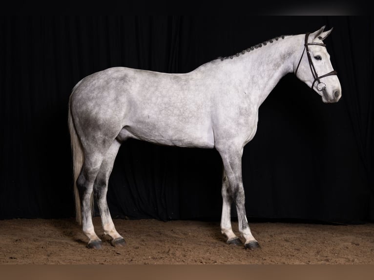 Zangersheide Caballo castrado 6 años Tordo in Bladel