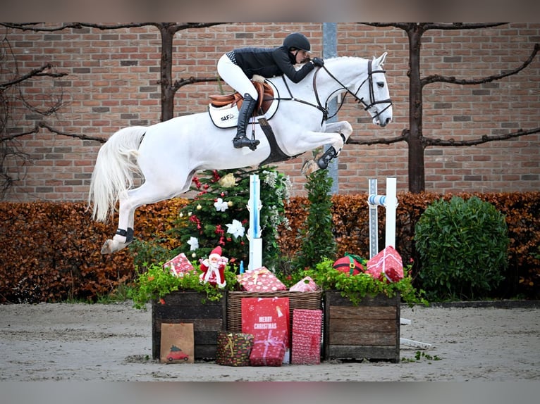 Zangersheide Caballo castrado 6 años Tordo in Bladel