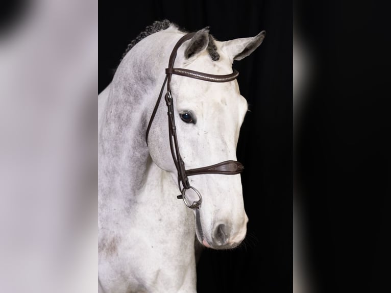 Zangersheide Caballo castrado 6 años Tordo in Bladel