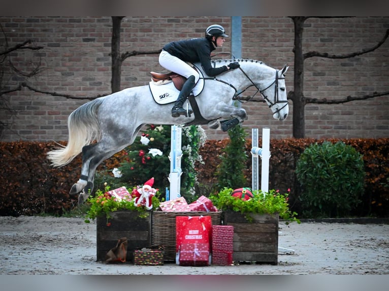 Zangersheide Caballo castrado 6 años Tordo in Bladel