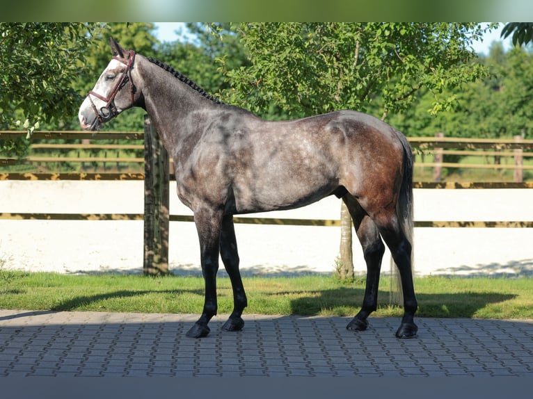 Zangersheide Caballo castrado 6 años Tordo in Lastrup