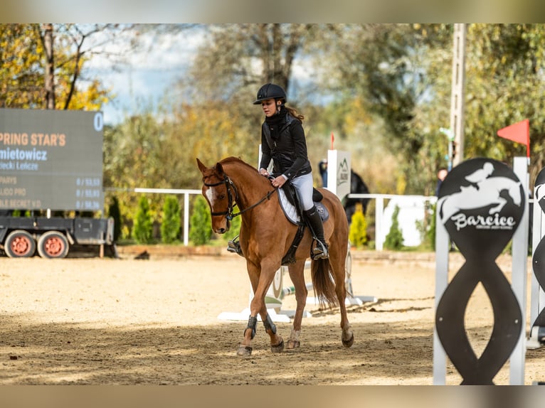 Zangersheide Caballo castrado 7 años 149 cm Alazán in Gorlice