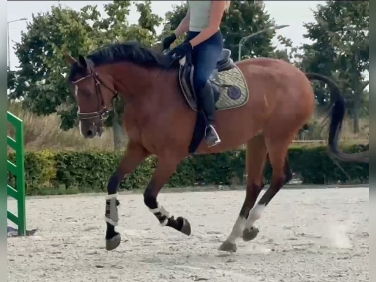 Zangersheide Caballo castrado 7 años 160 cm Castaño in Kaldenkirchen