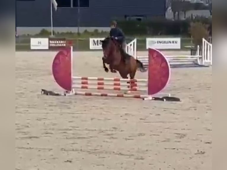 Zangersheide Caballo castrado 7 años 160 cm Castaño in Kaldenkirchen