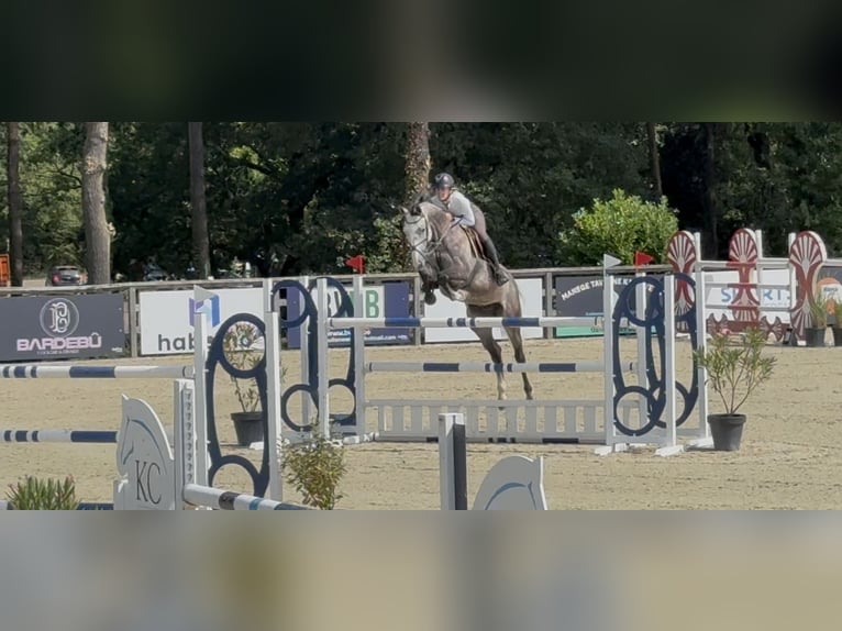 Zangersheide Caballo castrado 7 años 161 cm Tordo rodado in Koningsbosch