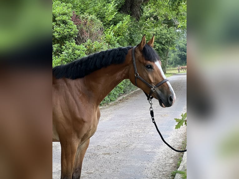 Zangersheide Caballo castrado 7 años 162 cm Castaño in Kluisbergen