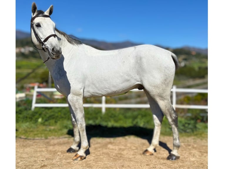 Zangersheide Caballo castrado 7 años 163 cm Tordo in GROTE-BROGEL