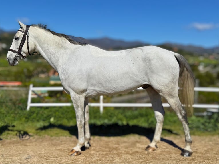 Zangersheide Caballo castrado 7 años 163 cm Tordo in GROTE-BROGEL