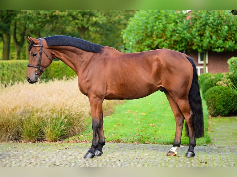 Zangersheide Caballo castrado 7 años 164 cm Castaño in Bladel